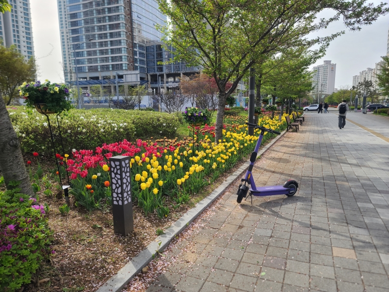 연수구, 보고·듣고·즐기는 ‘송도튤립축제’ 구경오세요.