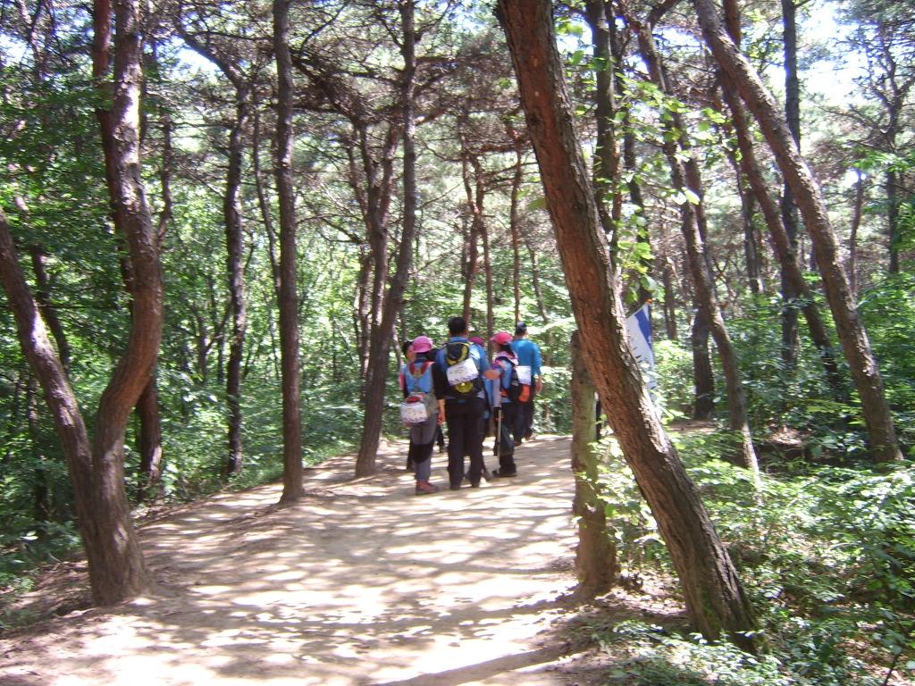 청량산 명품소나무 가꾸기 사업 시행의 1번째 이미지